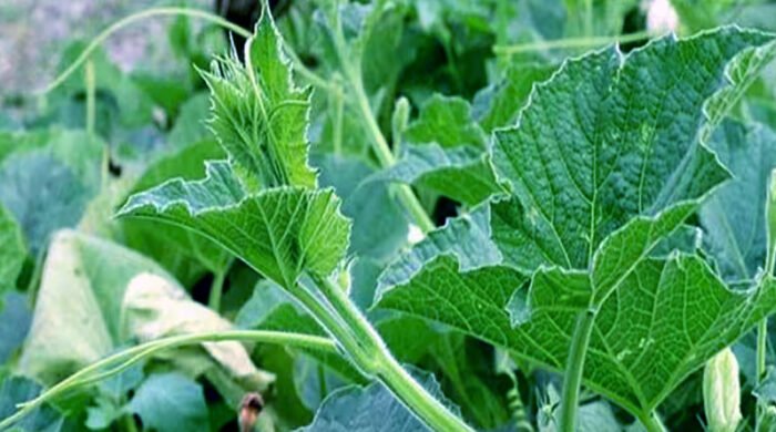 লাউ শাকের উপকারিতা